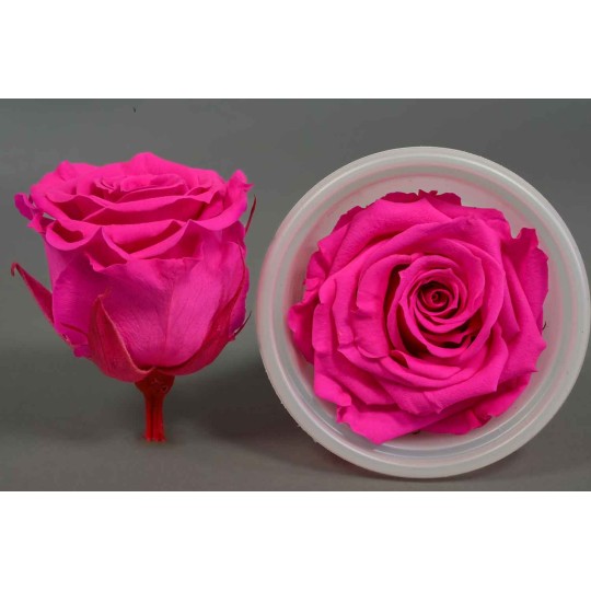 Rose Stabilizzate in vari colori - Confezione 12 pezzi - Fuxia S PIN 07