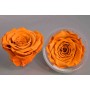 Rose Stabilizzate in vari colori - Confezione 6 pezzi - Toffee LL TOFF 02