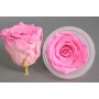 Rose Stabilizzate in vari colori - Confezione 6 pezzi - Bicolore rosa XL BIC 08