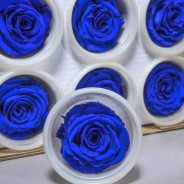 Rose Stabilizzate in vari colori - Confezione 12 pezzi - Fuxia  S BLU 03