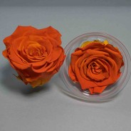 Rose Stabilizzate in vari colori - Confezione 6 pezzi - Bicolore arancione XL BIC 03