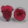 Rosa Stabilizzata in vari colori - Confezione 6 pezzi - Rosso amaranto XL PIN 05