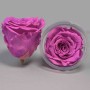 Rose Stabilizzate in vari colori - Confezione 6 pezzi - Rosa fluo XL BIC 05