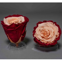 Rose Stabilizzate in vari colori - Confezione 6 pezzi - Rosa/Vinaccia XL ARC 51