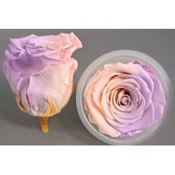 Rose Stabilizzate in vari colori - Confezione 6 pezzi - Avorio/Lilla XL BIC 27