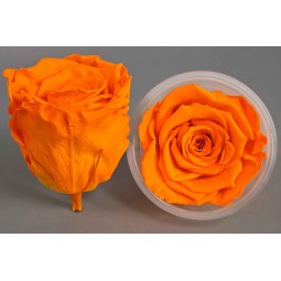 Rose Stabilizzate in vari colori - Confezione 6 pezzi - Arancio XL YEL 04