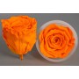 Rose Stabilizzate in vari colori - Confezione 6 pezzi - Arancio XL YEL 04