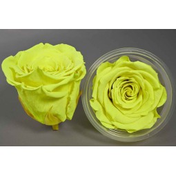 Rose Stabilizzate in vari colori - Confezione 6 pezzi - Giallo fluo XL YEL 05