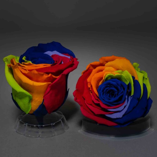 Rose Stabilizzate in vari colori - Confezione 6 pezzi - Rainbow Blu LL RB BLU 03