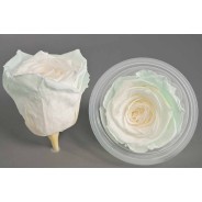 Rose Stabilizzate in vari colori - Confezione 6 pezzi - Bianco/ghiaccio XL BIC 56