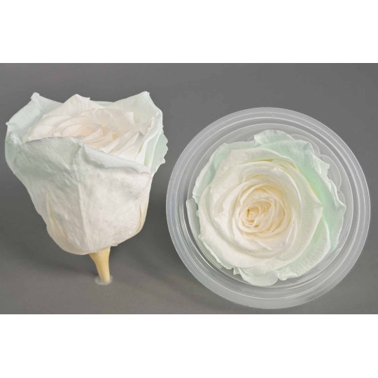 Rose Stabilizzate in vari colori - Confezione 6 pezzi - Bianco/ghiaccio XL BIC 56