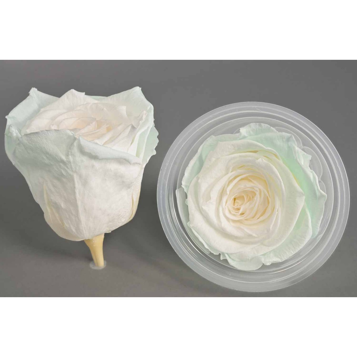 Rose Stabilizzate in vari colori - Confezione 6 pezzi - Bianco/ghiaccio XL BIC 56