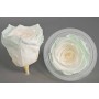 Rose Stabilizzate in vari colori - Confezione 6 pezzi - Bianco/ghiaccio XL BIC 56