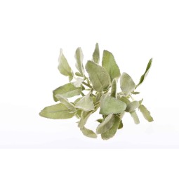 Piccolo ramo di Salvia