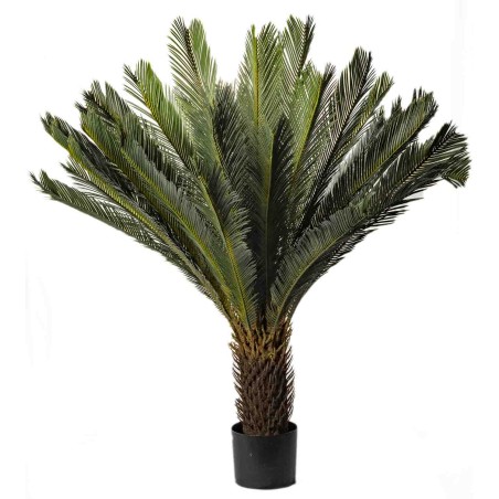 Pianta Cycas in vaso