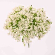 Mazzo di gypsophila bianca