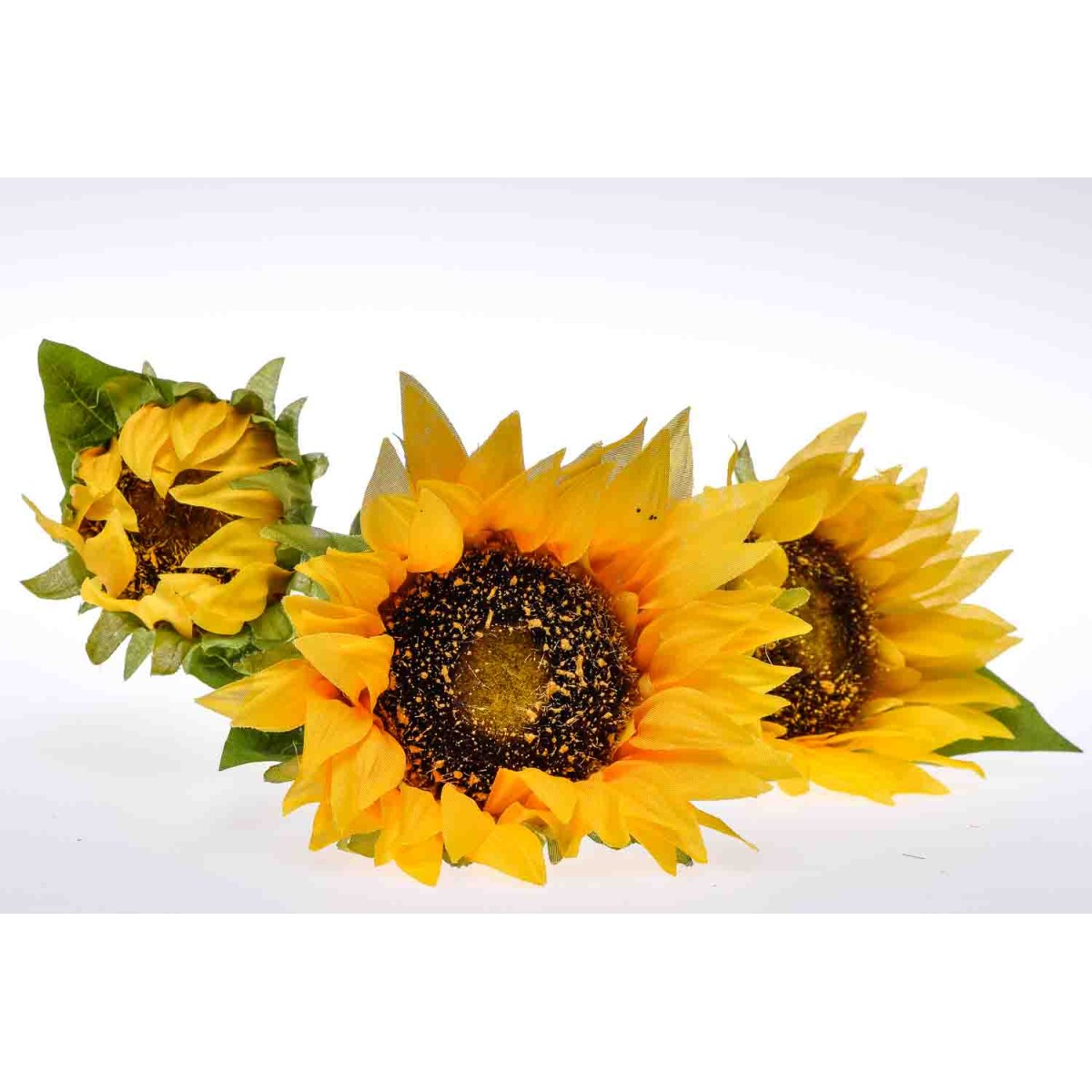 Stelo ramificato di Girasole