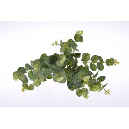 Mazzo di Eucalipto Cinerea