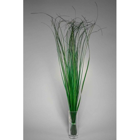 Beargrass stabilizzata verde