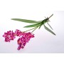 Stelo ramificato di Orchidea dendrobium fucsia