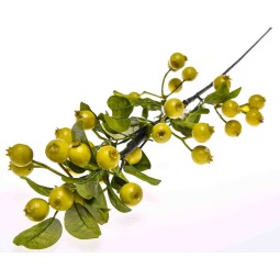 Ramo con bacche di Rosa canina verde