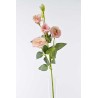 Stelo 5 rami di Lisianthus - Vari Colori - Rosa screziato