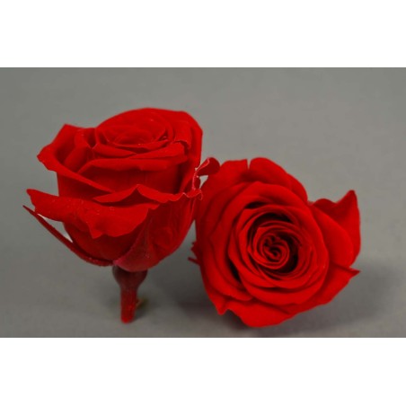 Rose Stabilizzate "Mini Capullo" - 12 Pezzi