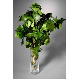 Edera stabilizzata verde