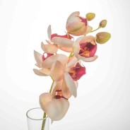 Phalaenopsis 6 fiori  52 cm - Rosa/Crema