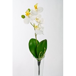 Orchidea Phalaenopsis in stelo - 26 Cm / Crema