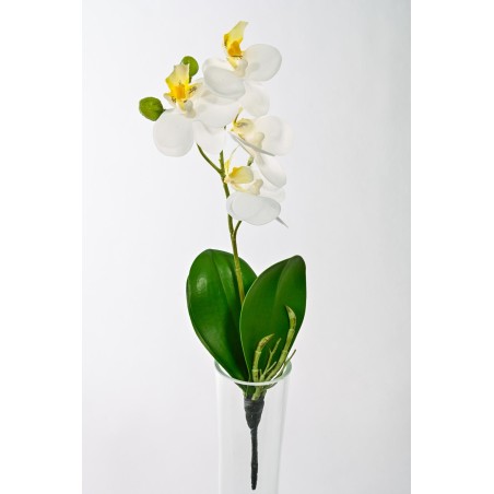 Orchidea Phalaenopsis in stelo - 26 Cm / Crema