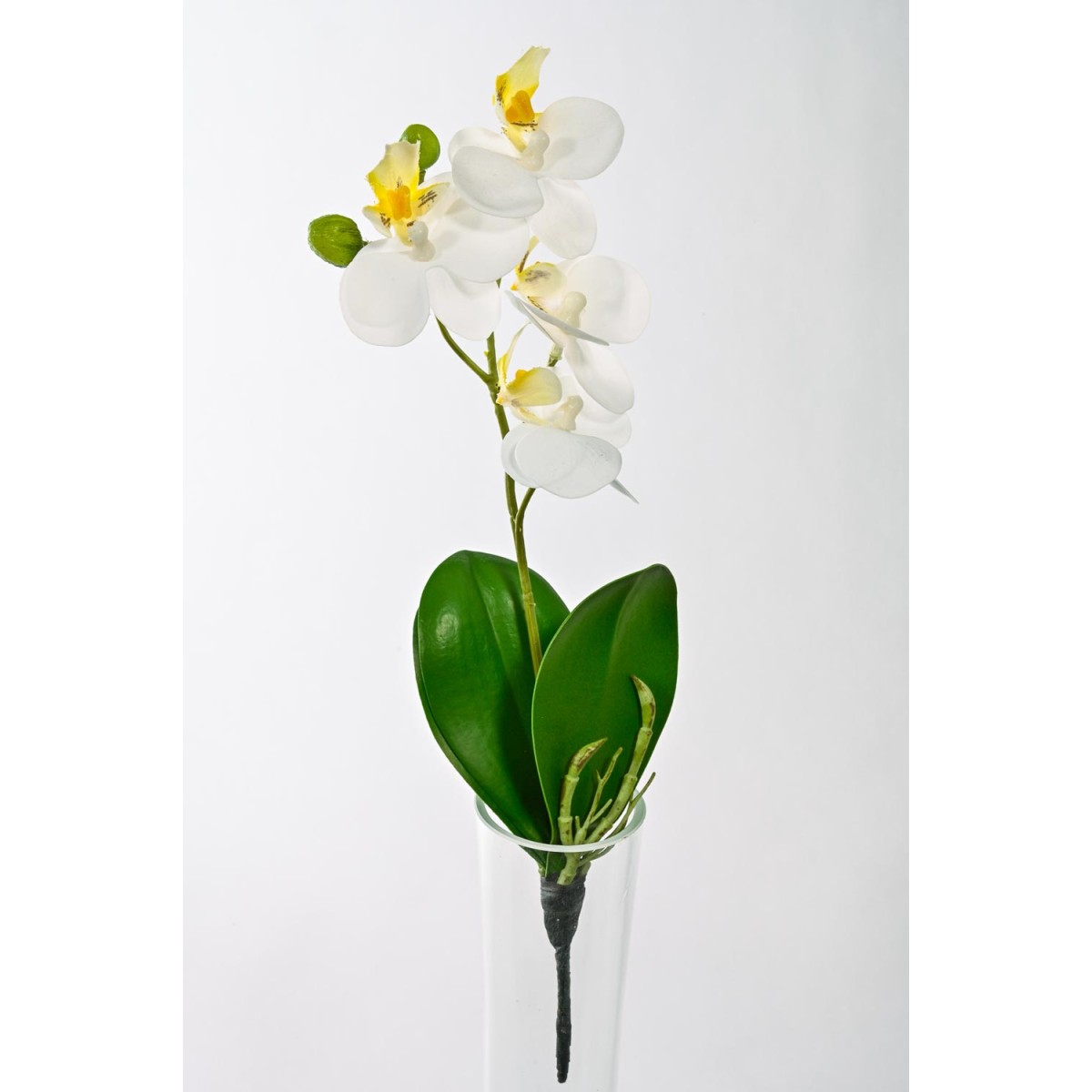 Orchidea Phalaenopsis in stelo - 26 Cm / Crema