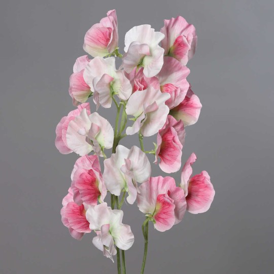 Pisello Odoroso stelo a 3 rami - Vari Colori - Rosa