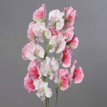 Pisello Odoroso stelo a 3 rami - Vari Colori - Rosa