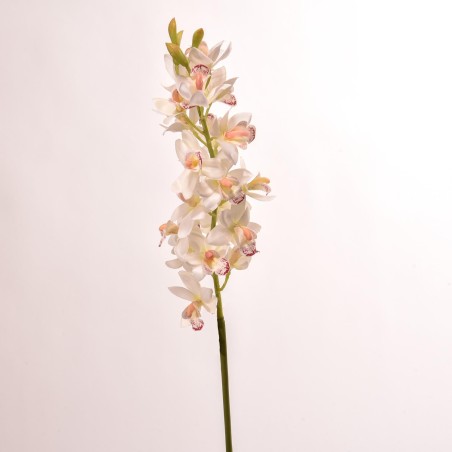 Orchidea Cymbidium in stelo 77 CM - 2 Colori - crema