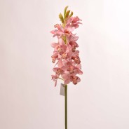 Orchidea Cymbidium - Rosa