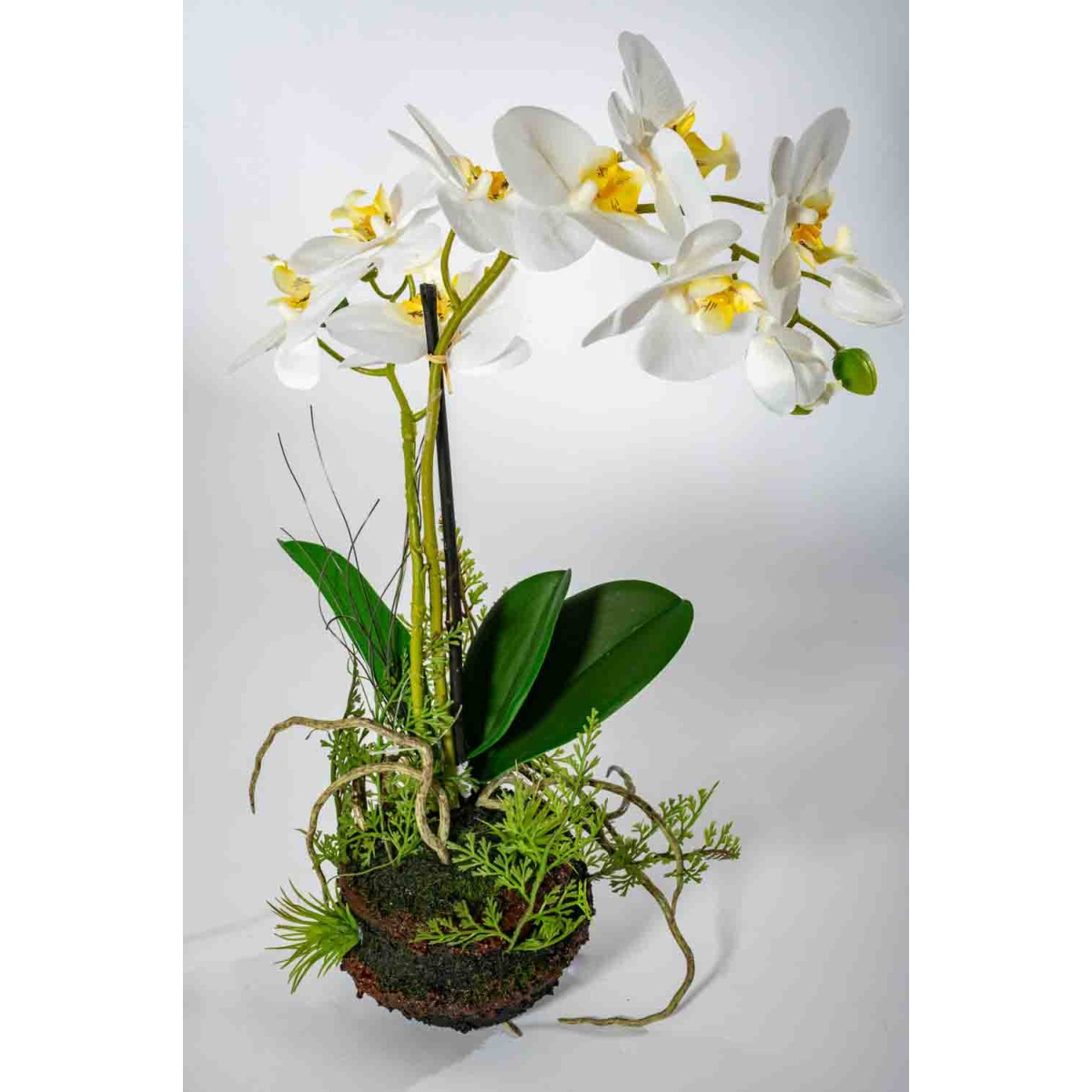 Orchidea bianca con zolla - 45 Cm