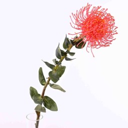 Protea in stelo - cm 68  - Rosso