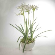 Jersey Lily bianco in vaso