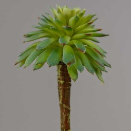 Succulenta artificiale verde in pick - 11 Cm
