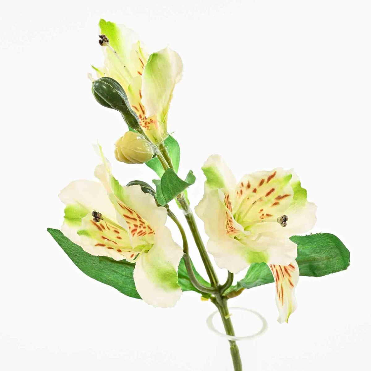 Alstromeria 39 cm 3 fiori e 3 boccioli Assortiti Bianco/Verde o Bianco/Rosa