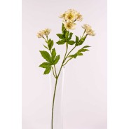 Astrantia ramificata 60 cm - disponibile in diversi colori - Bianco