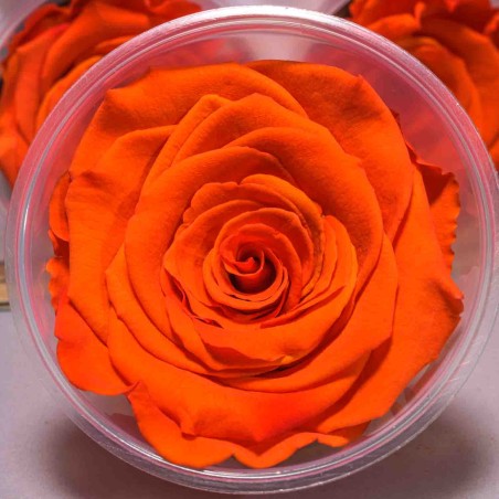 Rose Stabilizzate in vari colori - Confezione 6 pezzi - Arancione LL bic 03