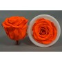 Rose Stabilizzate in vari colori - Confezione 12 pezzi - Arancione chiaro S ORA 02