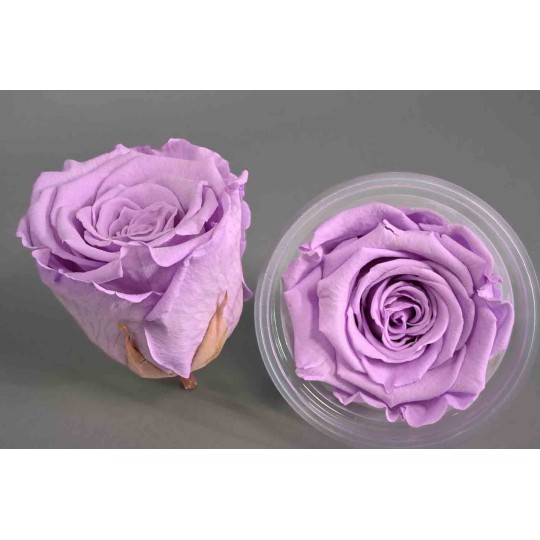 Rose Stabilizzate in vari colori - Confezione 6 pezzi - Lilla XL VIO 03