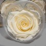 Rose Stabilizzate in vari colori - Confezione 6 pezzi - Cipria LL CHA 89