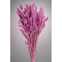 Lagurus essiccato 100 G - Mora