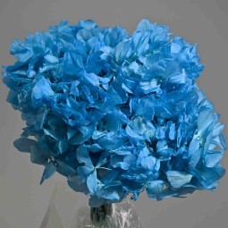 Ortensia Stabilizzata - Celeste