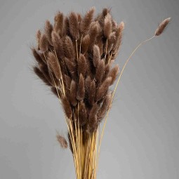 Lagurus essiccato 100 G - Caffè