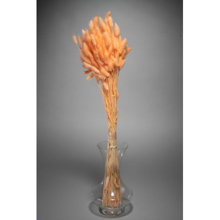 Lagurus essiccato 100 G - Melone